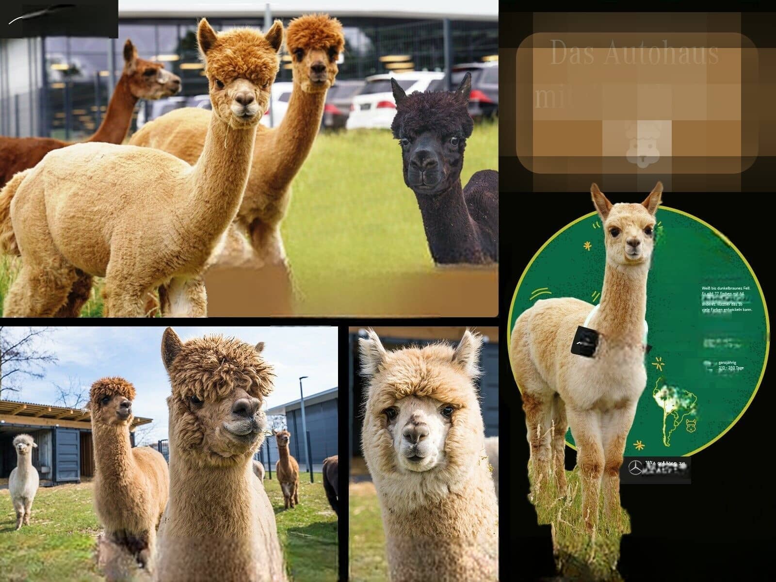 Mercedes-Benz CLE 53 AMG 4M+ Cabrio Carbon Sitzklima Burmester foto 14