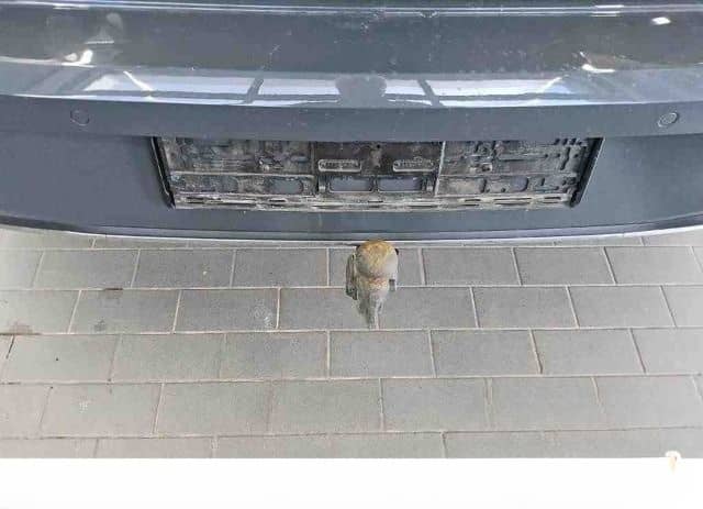 Volkswagen Golf VIII 2.0 TDI ACTIVE DSG Kamera Pano AHK uvm foto 11